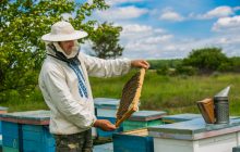 Y-a-t-il des pesticides dans le miel ?